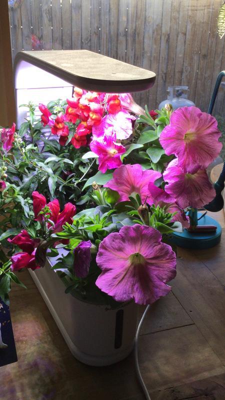 Always pretty plants in our living room