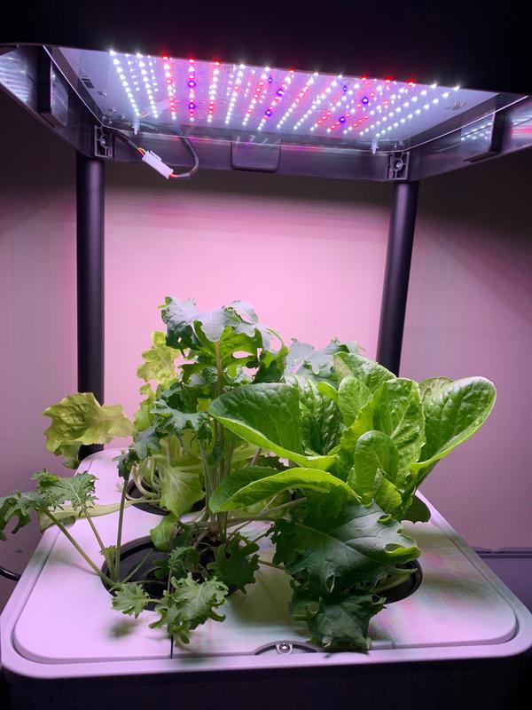 And I love the lights