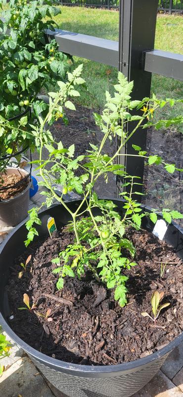 Starter tomato transplanted a month after raised bed tomato plant