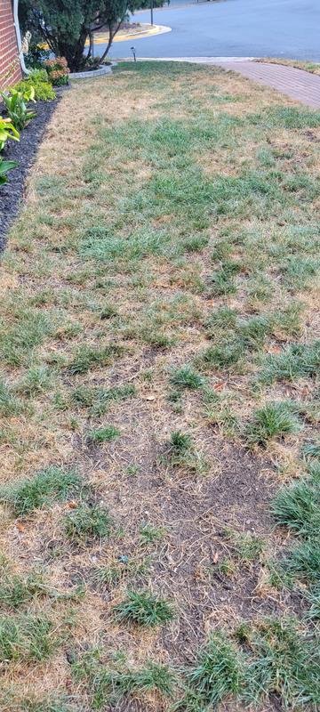 Scotts - - Scotts DiseaseEx Lawn Fungicide, Fungus Control, Fast Acting, Treats up to 5,000 sq. ft, 10 lbs. (3-Pack