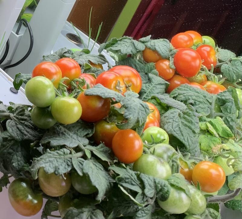 Herbs also do well in my Harvest Slim. Tomatoes and Jalapeños go nuts!