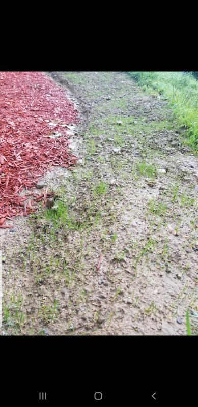 Day 10 of adding grass seed