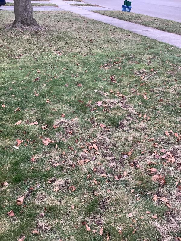 Can see where my lawn ends