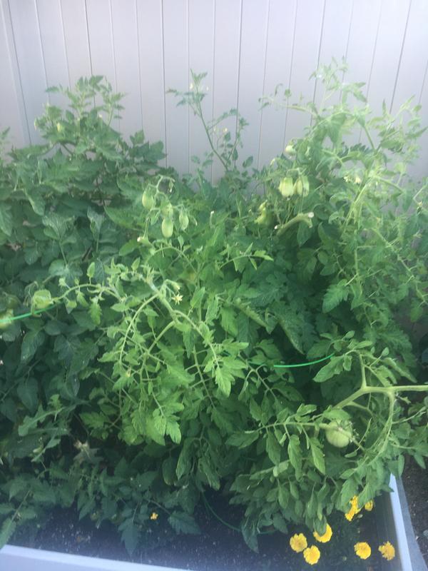 Tomato plants producing beautiful fruit