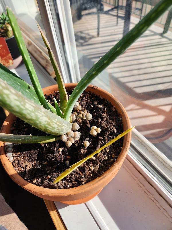 Photo - commentaire&nbsp;5.