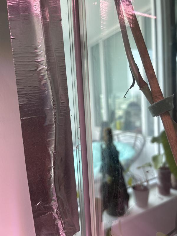 GNATS STUCK IN KY GREENHOUSE