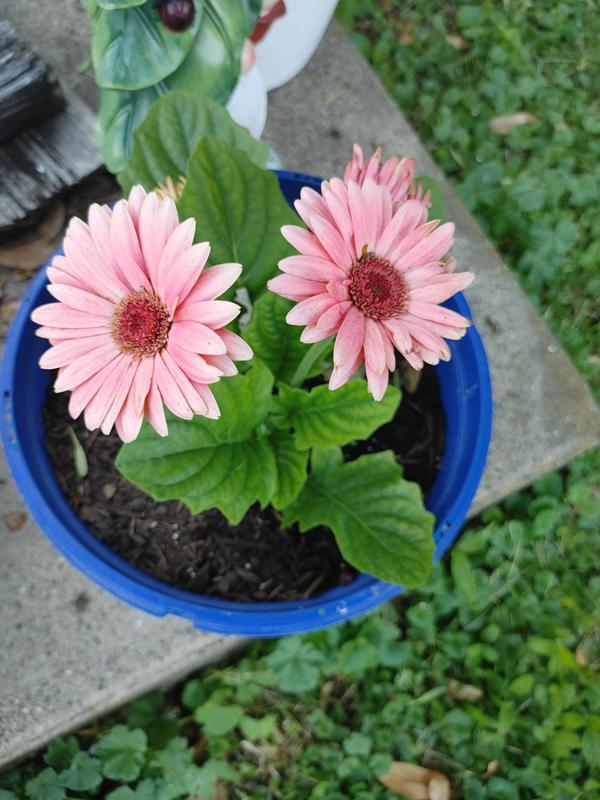 Photo - commentaire&nbsp;7.