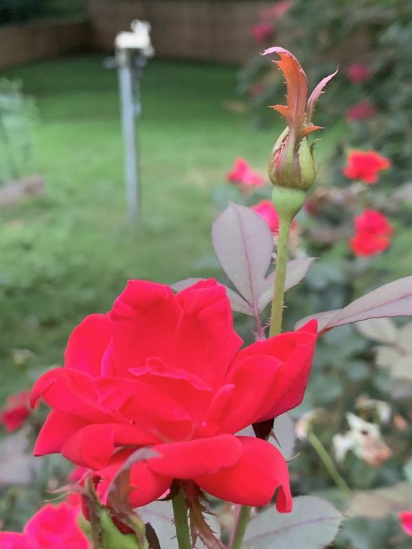 Photo - commentaire&nbsp;7.