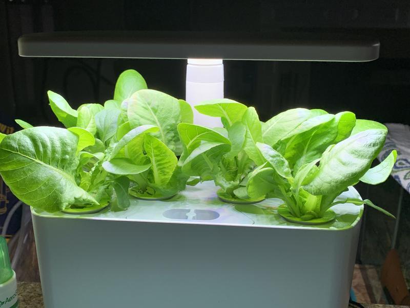 Harvest romaines approx Day 18