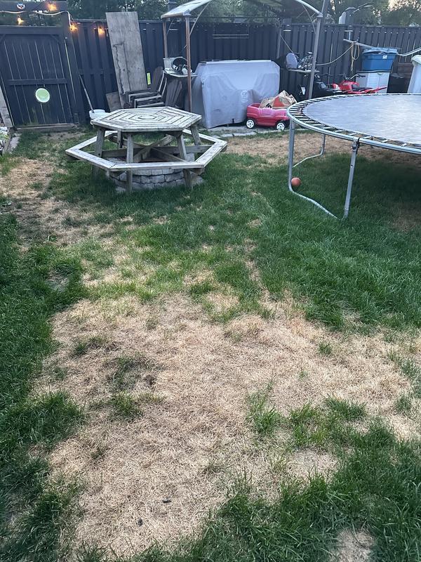 My poor green grass is ruined