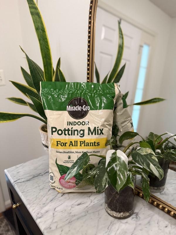 live jade plant Jade Plant | Friendship Tree