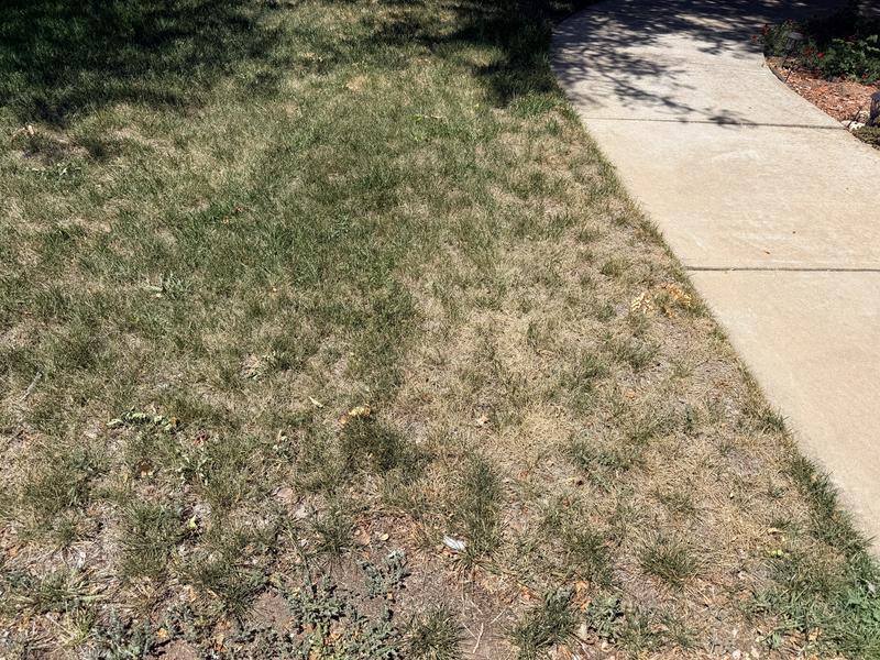 Front lawn