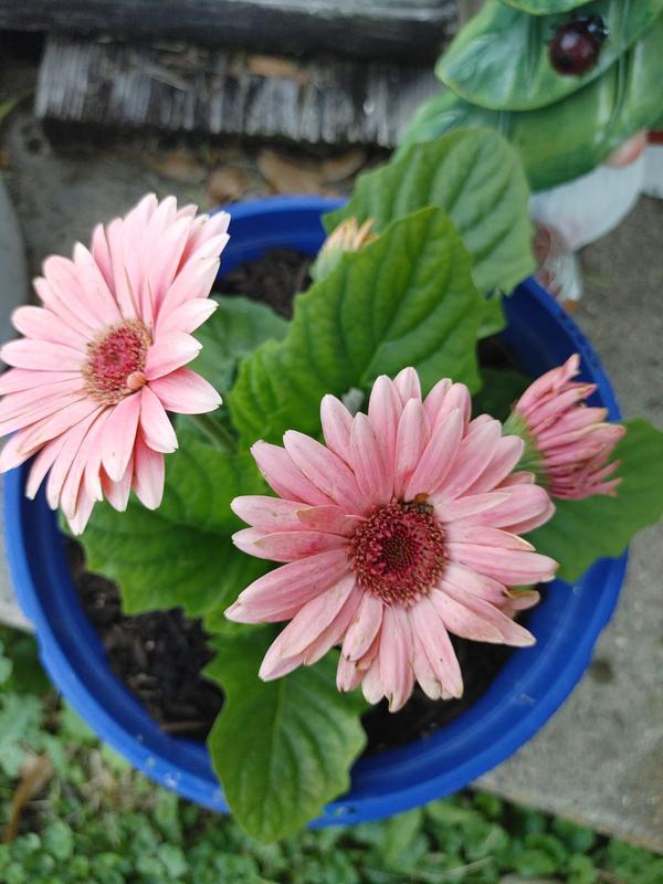 Photo - commentaire&nbsp;8.