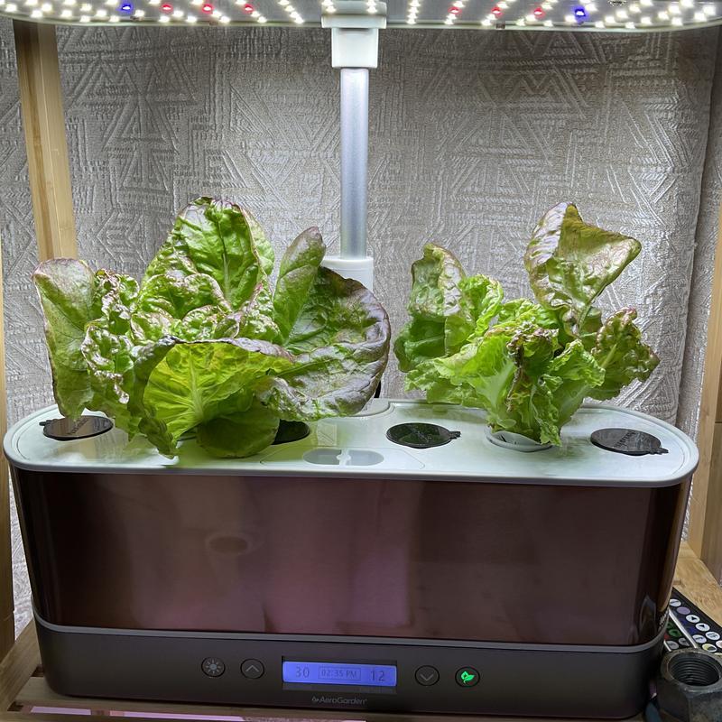 Copper Harvest Elite Slim