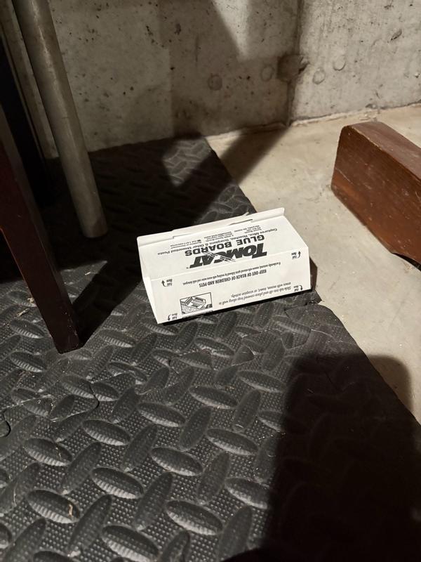 Tomcat Glue Boards - Rats - Pty Ltd