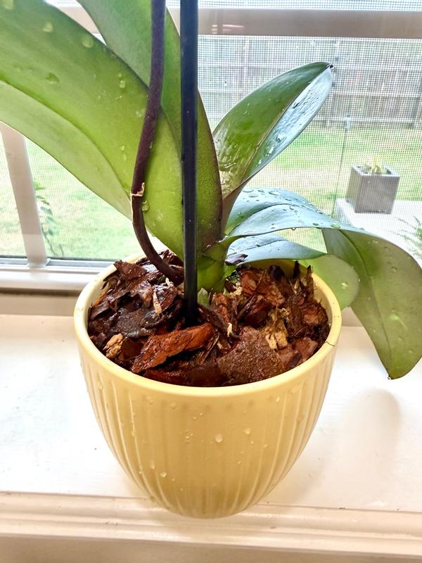 Miracle-Gro Orchid Potting Mix