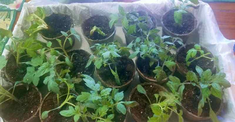 Transplanted seedlings