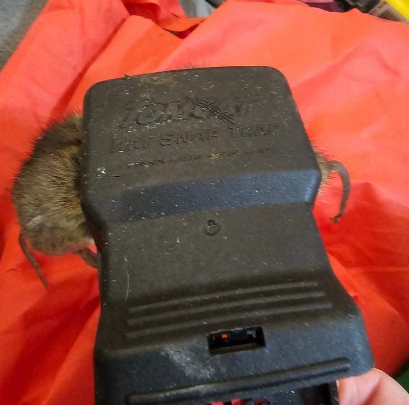 2 for 1. Dead. Placed right outside their hole.Strategy worked for a while. They chewed through every barrier.