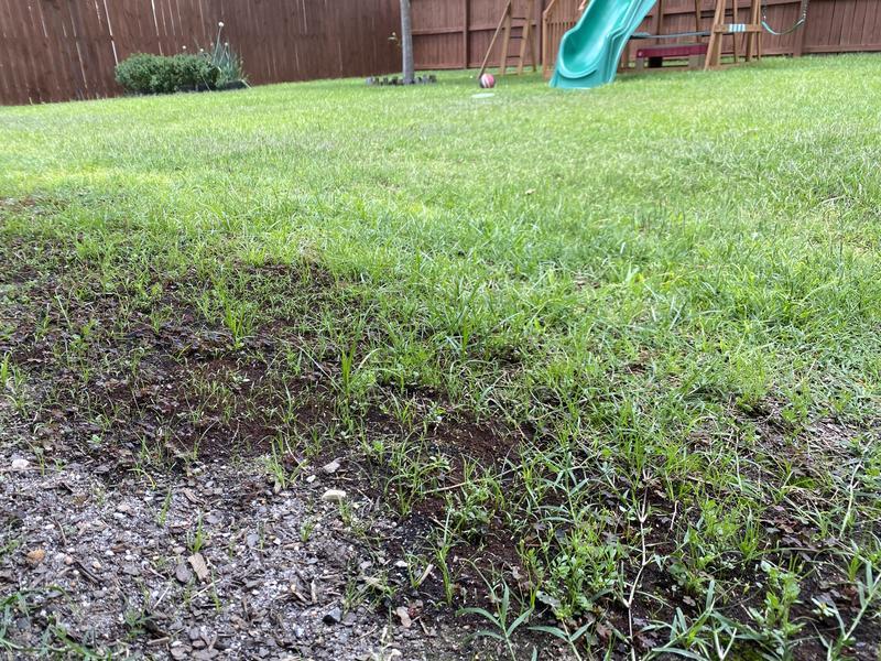 Yes... growing something green... weeds