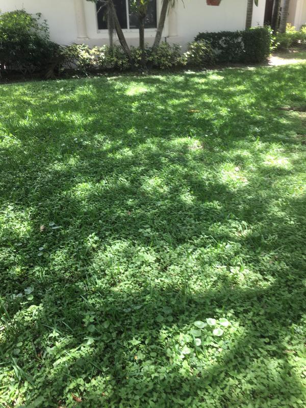 More dollarweeds than grass