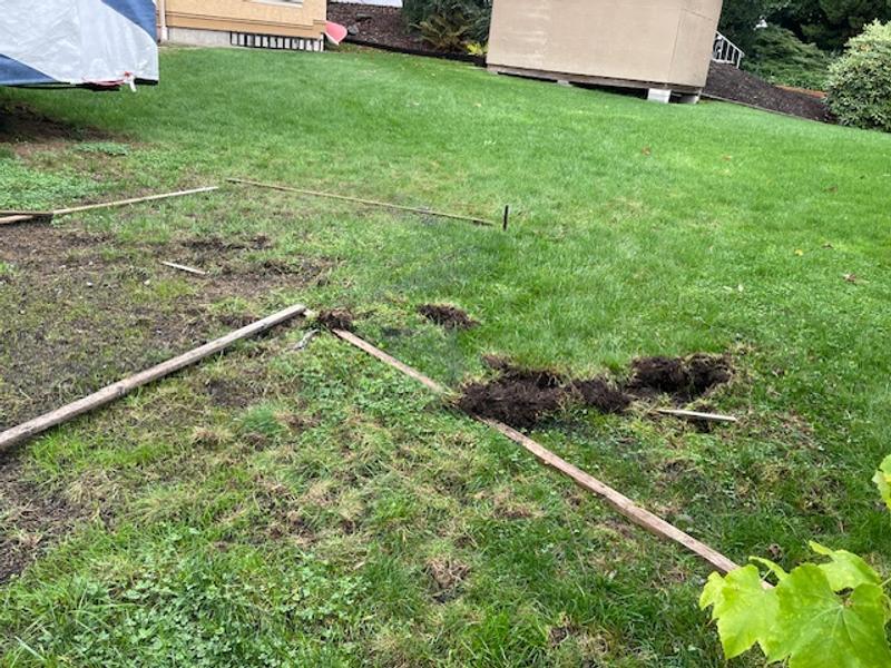Back yard racoon damage