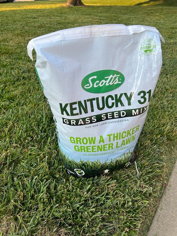 GRASS.S Scotts Kentucky 31 40-lb Mixture/Blend Grass Seed at Lowes.com