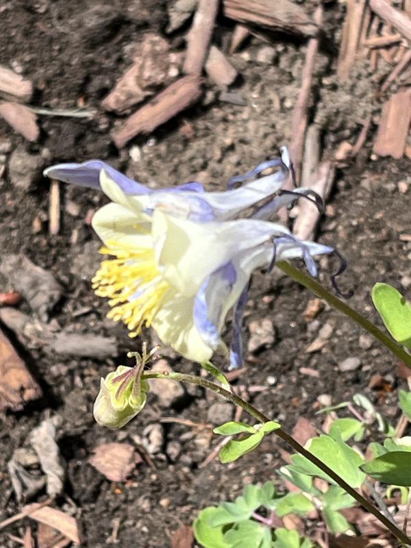 deformed Columbine flower