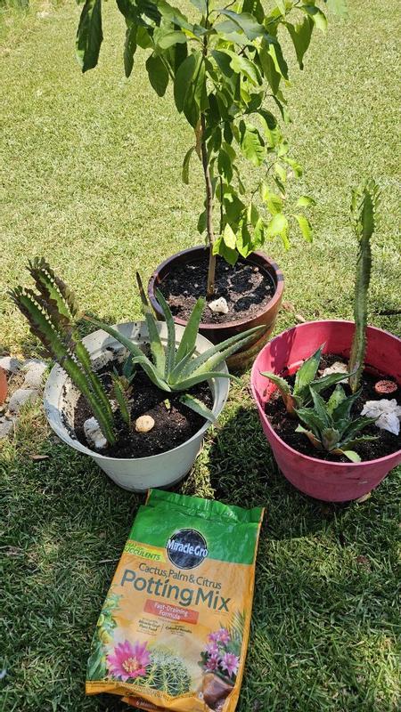 Miracle-Gro Cactus, Palm & Citrus Potting Mix | ScottsMiracle-Gro US