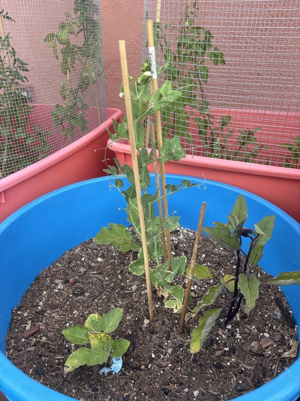 I waited too long to replant some of these out of the aerogarden, but they’re still thriving. I’ve already harvested some of the tomatoes. *I hand pollinated with a small brush.