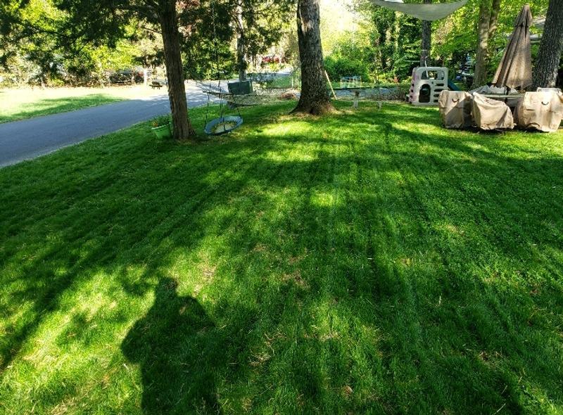 I don't even recognize my yard anymore.