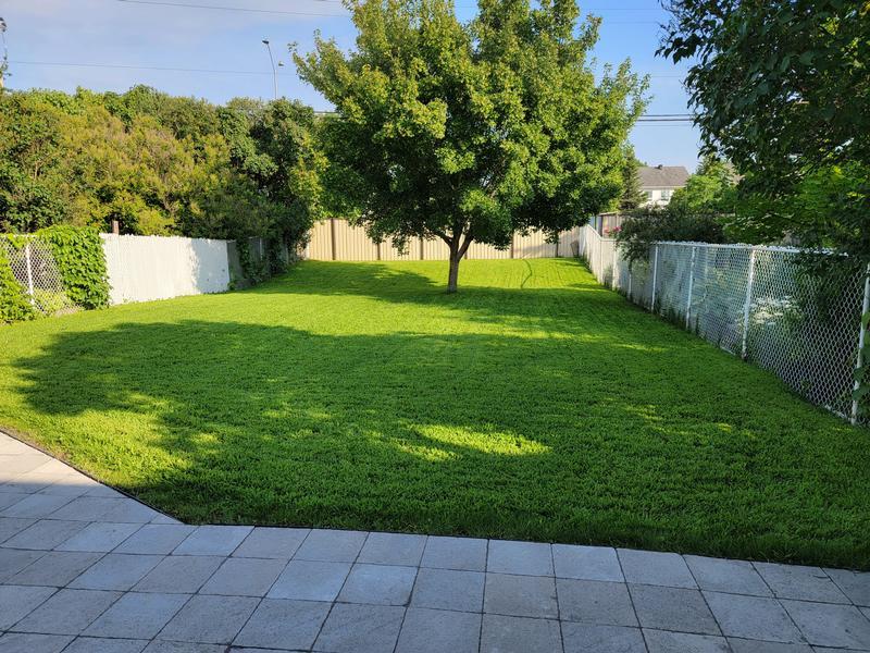 grass after 5 weeks