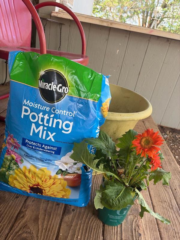 best potting medium for jade plants Jade Plant Imperial Succulent Mix Standard Bag