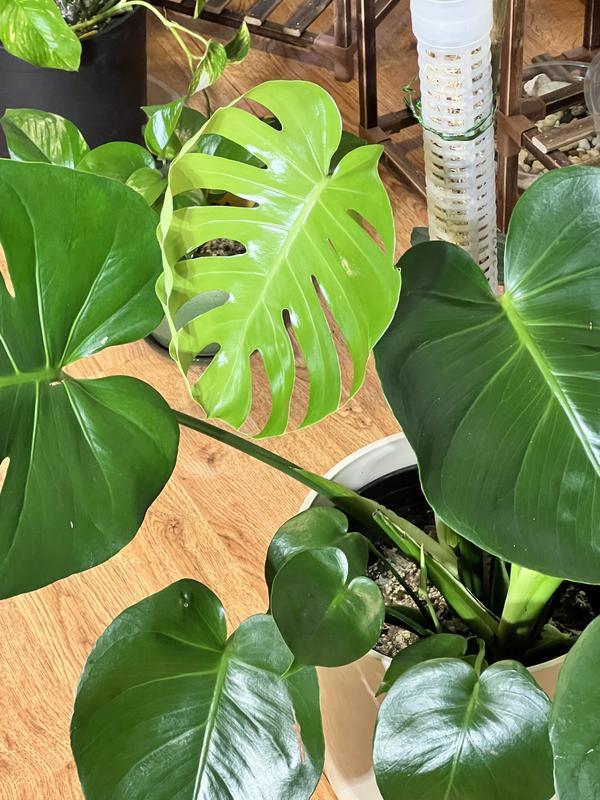 New Monstera Leaf🪴