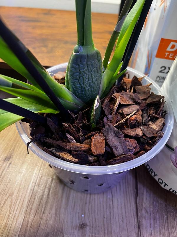 Miracle-Gro Orchid Potting Mix