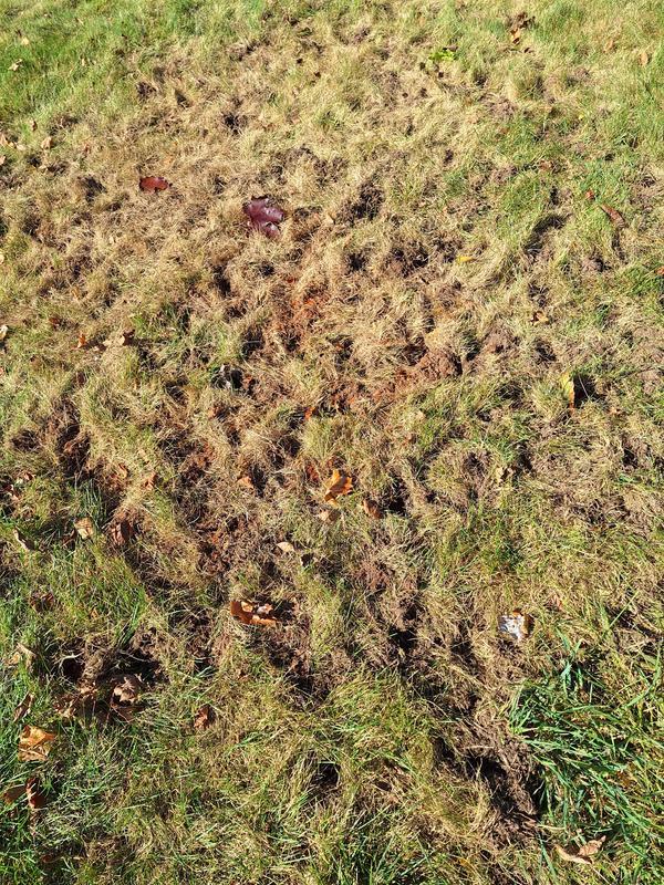 Grub damage from skunks dighinh