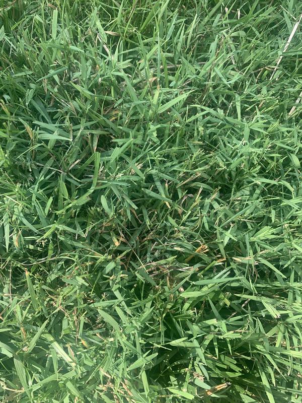 The grass came in nice and thick