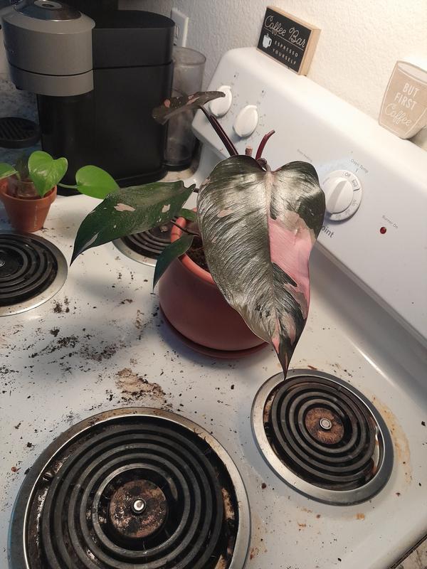 Photo - commentaire&nbsp;2.