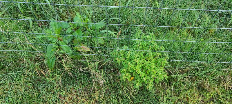 Fence line