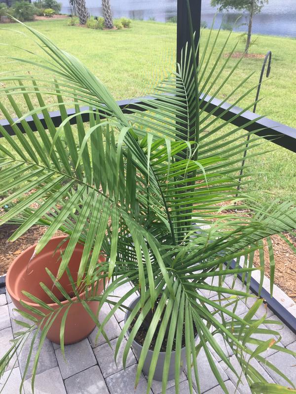 Palm has it’s luster back