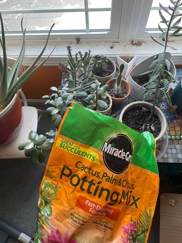 Miracle-Gro Succulent Plant Food | ScottsMiracle-Gro US