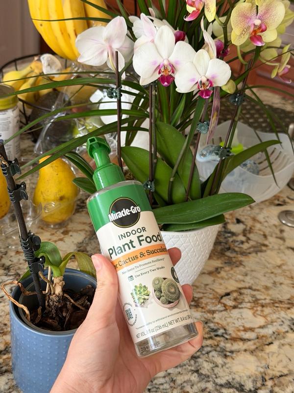 Miracle-Gro Succulent Plant Food | ScottsMiracle-Gro US