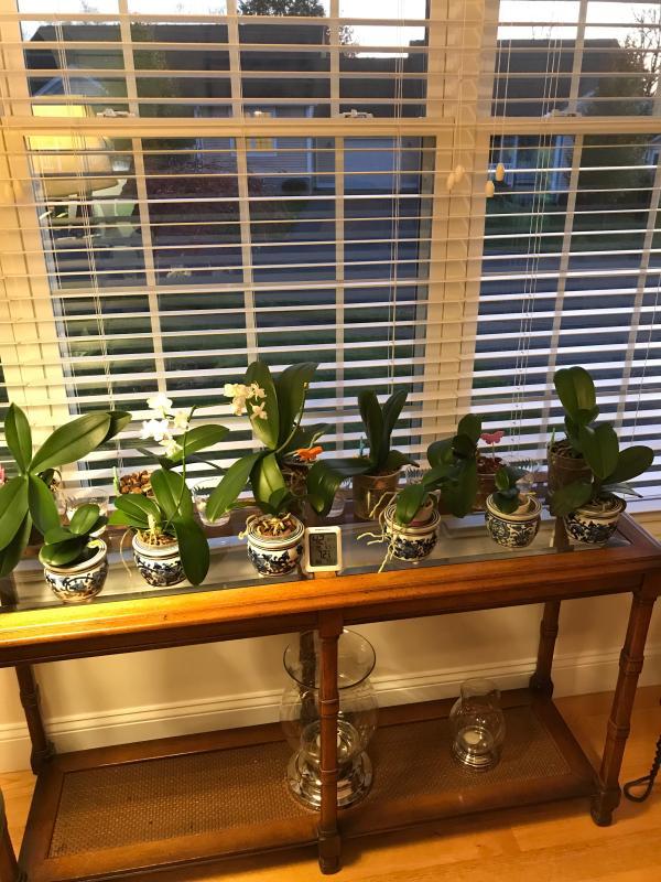 My orchid collection