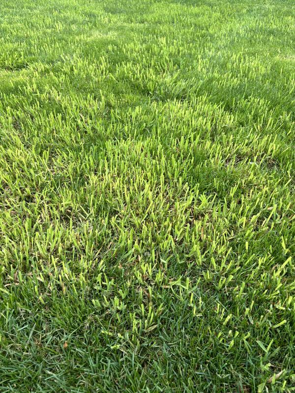 Light green grass grows twice as fast as the rest.