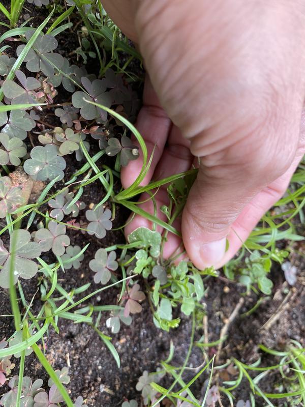 Also, other kinds of weeds