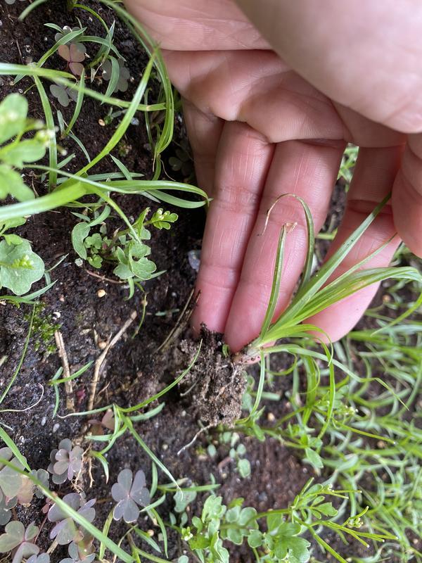 Picked a bigger one, but next to them more weeds sprouting.