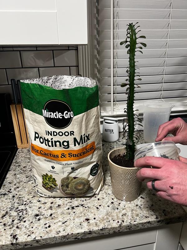 buy ponytail palm brisbane Ponytail Palm (Beaucarnea recurvata) main image 0