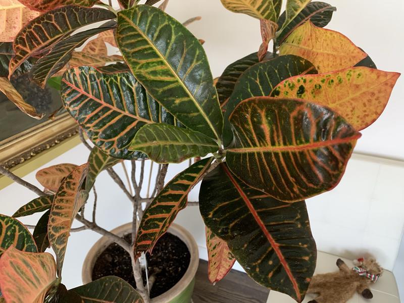 Croton Plant with Miracle-Gro Leaf Shine applied.