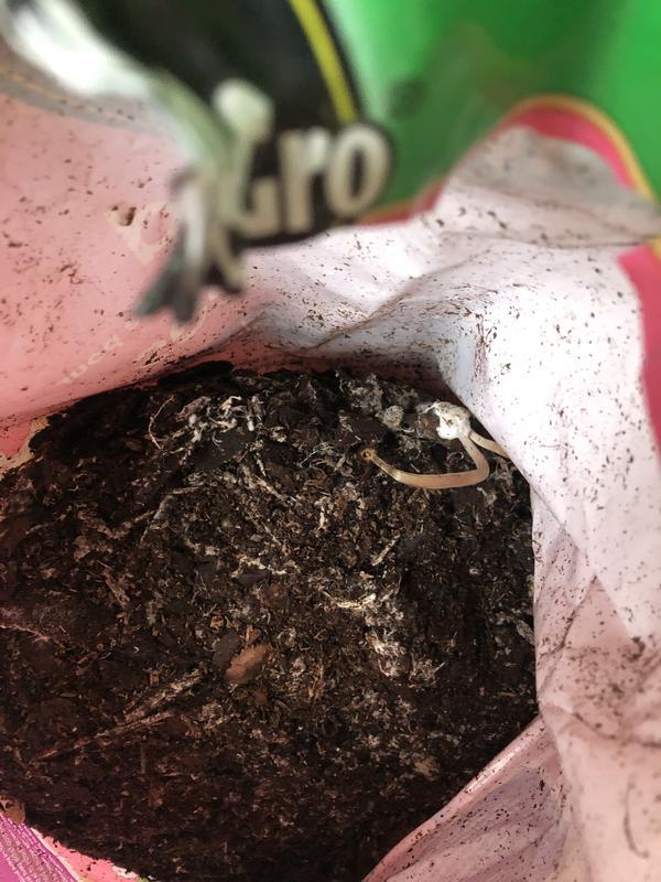 fungal growth in miracle gro