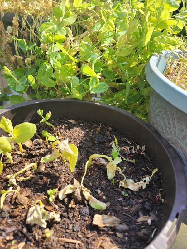 Photo - commentaire&nbsp;8.