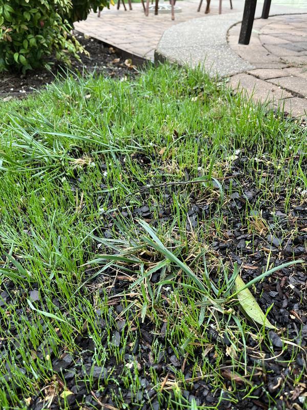 Scotts 7 lb. Turf Builder Tall Fescue Mix Grass Seed 18346 - The